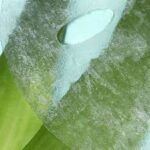 Huda Beauty - Thirst Trap Cocoon Mask – Image 6