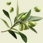 LE PETIT OLIVIER - Crème Mains Hydratante Huile D'Olive - 75ml – Image 5